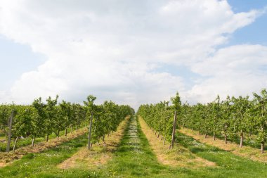 Armut meyve bahçesinde bahar,