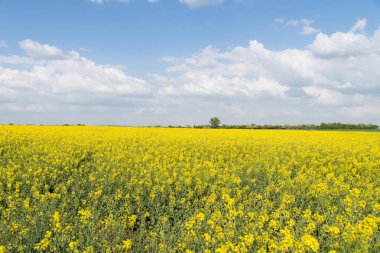 Tecavüz ile ekili alan. 