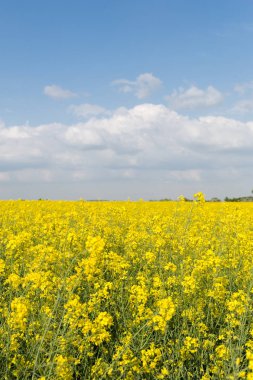 Tecavüz çiçek açan çiçekler.