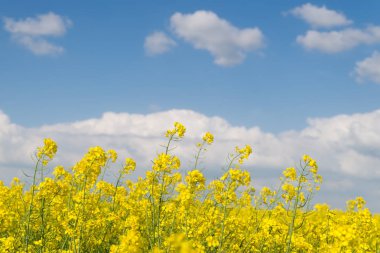 Sarı kanola bitkiler gökyüzüne karşı.