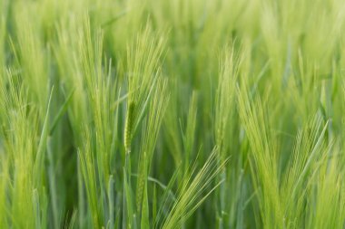 arpa yeşil kulaklar.