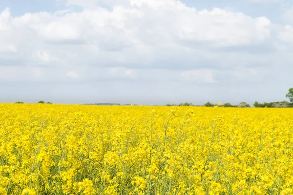 Paisaje Con Campo Con Violación —  Fotos de Stock