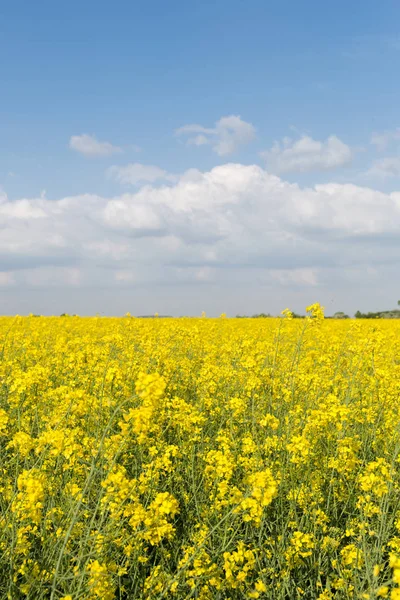 Tecavüz çiçek açan çiçekler.
