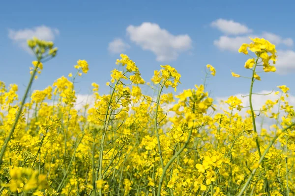 Plantas Amarillas Canola Campo —  Fotos de Stock