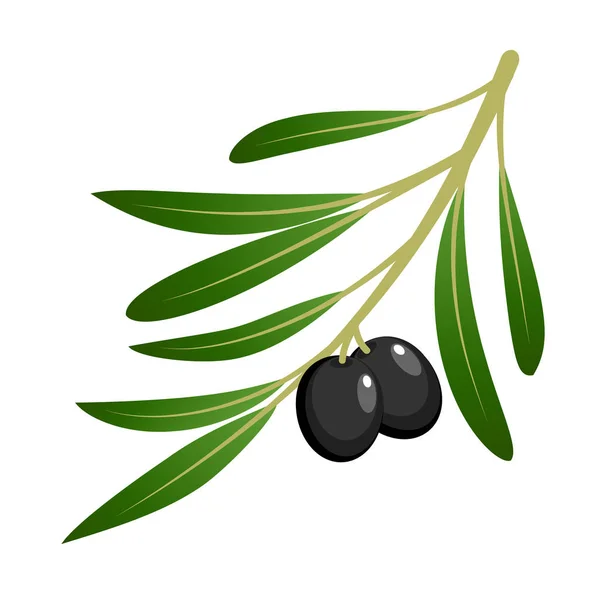 Vector realista rama de olivo sobre fondo blanco — Archivo Imágenes Vectoriales