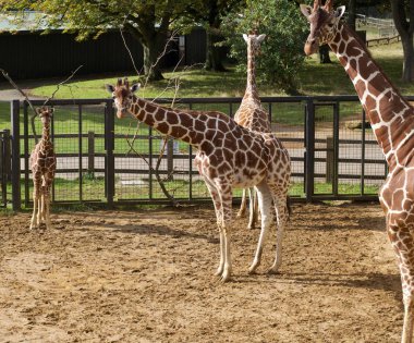 3 Ekim 2019 - Dunstable, Uk: Whipsnade Hayvanat Bahçesinde Zürafalar