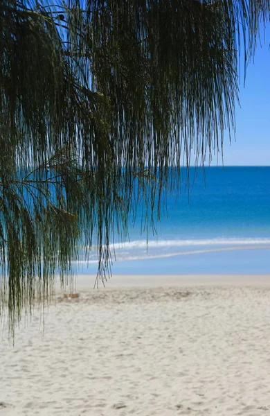 Palm fronds tergantung di atas pantai berpasir — Stok Foto