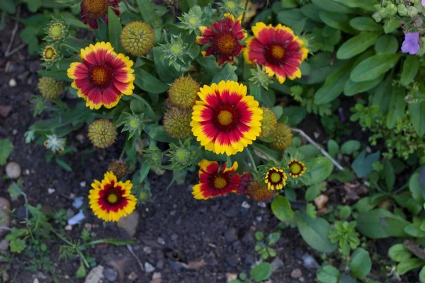 Rote und gelbe Gaillardia-Blüten vor grünem Laubhintergrund — Stockfoto