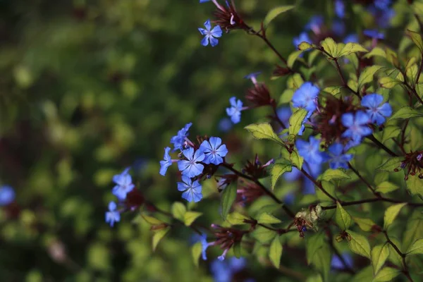 Zachte blauwe bloemen tegen groene bladerige achtergrond — Stockfoto