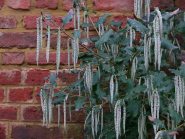 Architectural plant garrya elliptica bush against garden wall clipart