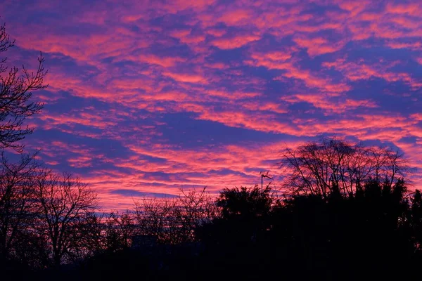 Красиве рожеве і блакитне світанкове небо з силуетними деревами — стокове фото