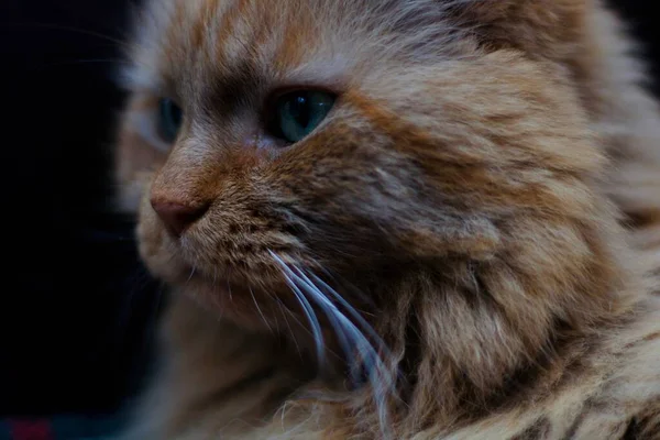 Красивая рыжая кошка смотрит вдаль — стоковое фото