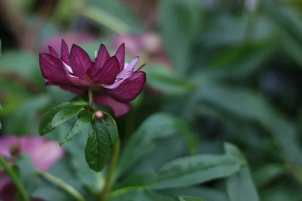 Krásné růžové dvojité helleborus nebo čočka růže na měkkém zeleném pozadí — Stock fotografie