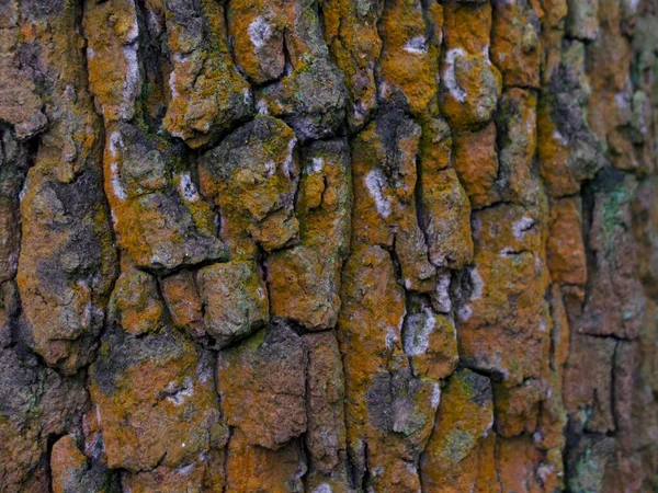 Tronco velho da árvore gnarled mostrando o bark com crescimento alaranjado escuro — Fotografia de Stock