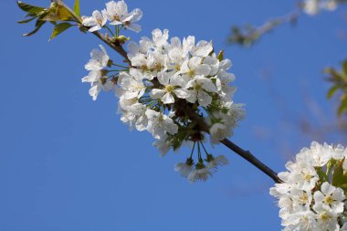 Güzel beyaz kiraz çiçekleri mavi gökyüzü arka planında