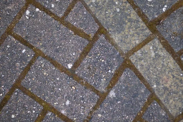 Υφασμάτινες γκρίζες πλάκες βερνικιού σε σχήμα ψαροκόκαλου με βρύα μεταξύ των τμημάτων — Φωτογραφία Αρχείου