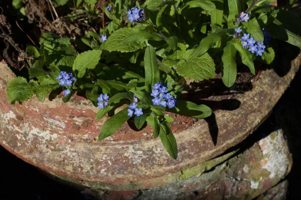 Oubliez-moi-pas les fleurs poussant dans un vieux pot en terre cuite altérée — Photo