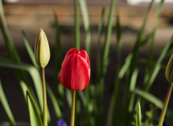 Schöne Frühlingsszene mit roter Tulpe und Tulpenknospe — Stockfoto