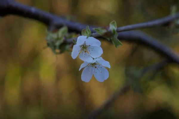 Flor de cereja branca na primavera com fundo bokeh macio — Fotografia de Stock