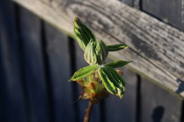 Nowe liście kasztanowca lub konkera na drewnianym ogrodzeniu — Zdjęcie stockowe