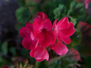 İlkbaharda yeşil yaprak arkaplanda pembe sardunya çiçeği