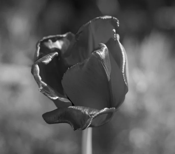 Schwarz-Weiß-Bild einer Tulpe im Frühling — Stockfoto