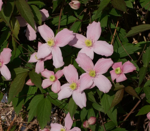 Ładny różowy clematis kwiaty na zielonym tle liści — Zdjęcie stockowe