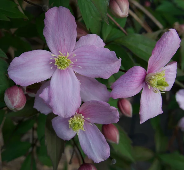 Schöne rosa Klematisblüten und Laub im Frühling — Stockfoto