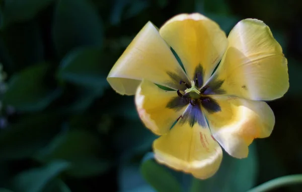 Крупный план желтого цветка тюльпана с копировальным пространством — стоковое фото