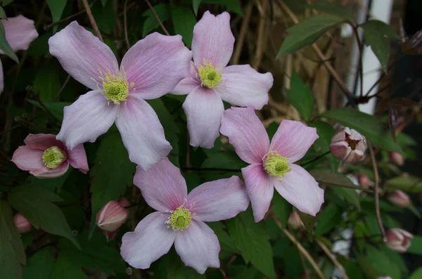 Piękny obraz różowego krzewu clematis wiosną — Zdjęcie stockowe