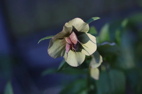 Wizerunek hellebores wiosną na miękkim szarym tle — Zdjęcie stockowe