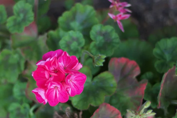 Um close-up de uma flor de gerânio rosa e folhagem — Fotografia de Stock