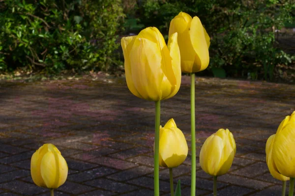 Gelbe Tulpen im Frühling mit seitlichem Kopierraum — Stockfoto