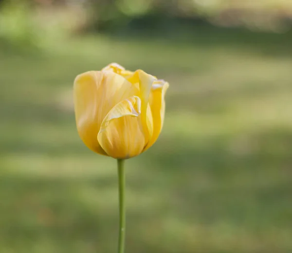 Eine Nahaufnahme einer gelben Tulpenblume im Frühling. — Stockfoto