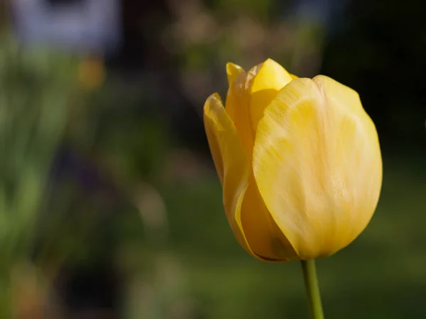 Et nærbillede af en smuk gul tulipan blomst i foråret - Stock-foto