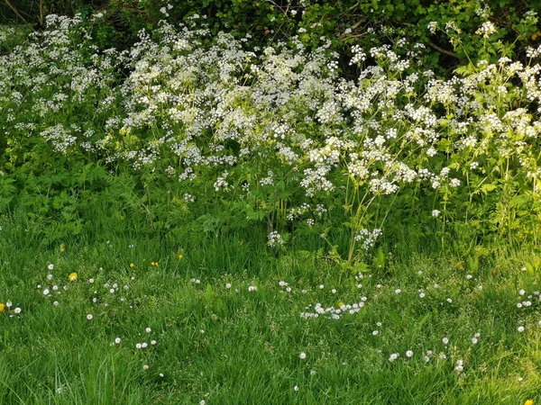 Çimlerin yanında yabani otları gösteren bir çiçek bahçesine yakın çekim