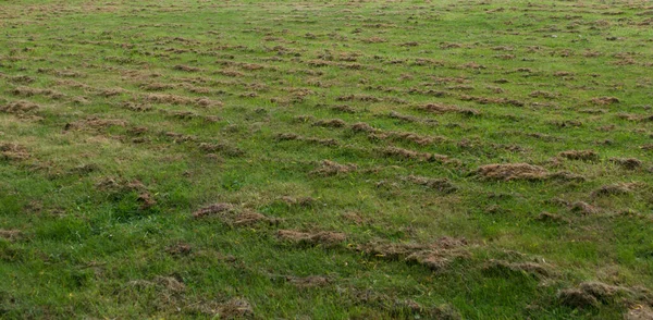 Фон, показывающий недавно скошенный газон с сушеной травой сверху — стоковое фото