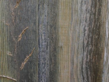 Sarmaşık kökleri görünen eski aşınmış ahşap çit panel.