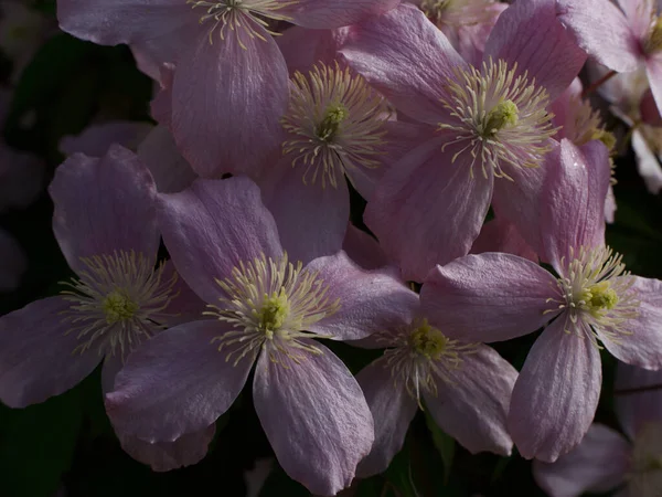 Piękne zbliżenie obraz różowe kwiaty clematis wiosną — Zdjęcie stockowe