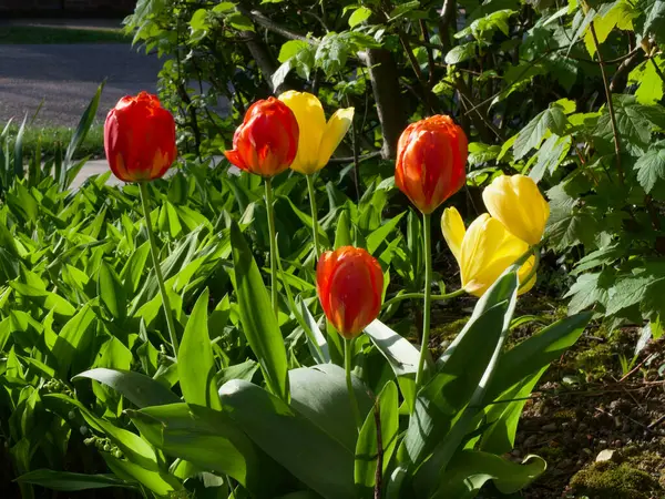 Frühlingsszene mit roten und gelben Tulpen, die den ganzen Rahmen füllen — Stockfoto