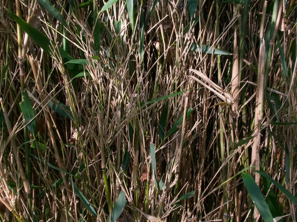 Hintergrund von Bambusstielen mit etwas grünem Laub in der Frühlingssonne — Stockfoto