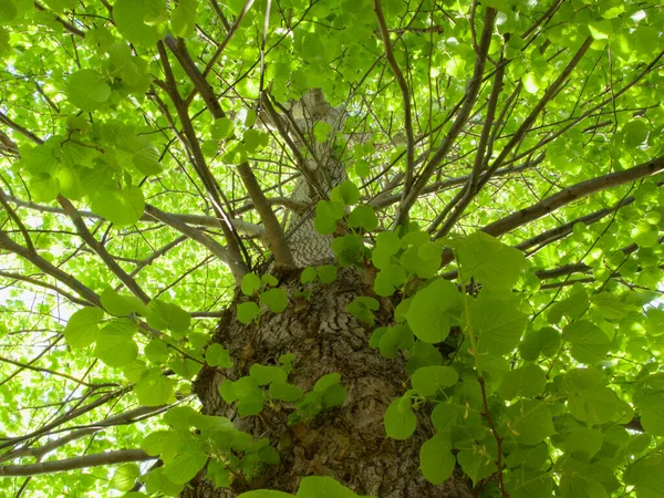 Прекрасне зображення листя, що дивиться вгору на пишне дерево навесні — стокове фото