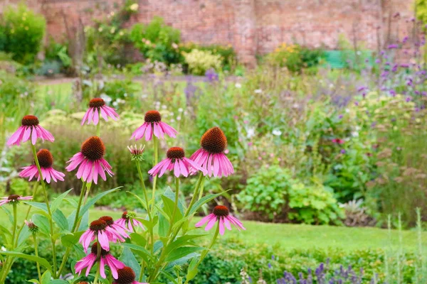 Echinacea flowers in English country garden with wall in background — Stock Image Echinacea flowers in English country garden with wall in background Stock Picture