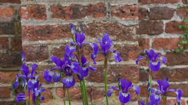 Elegante immagine di delicati iris viola contro il vecchio muro di mattoni — Foto Stock