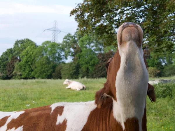 Забавное изображение коричневой и белой коровы с нижней частью подбородка — стоковое фото