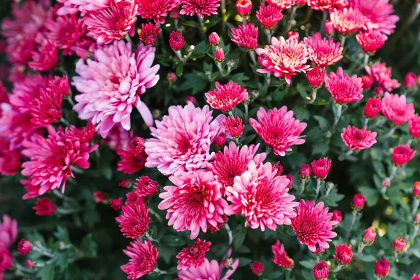 Фон Фіолетових Рожевих Квітів Хризантеми Саду — стокове фото