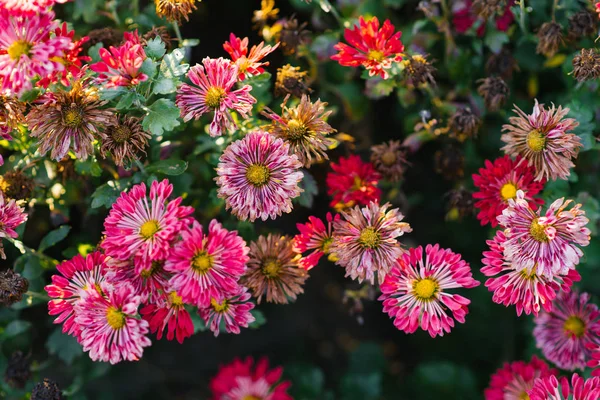 Плетені Рожеві Квіти Хризантем Саду — стокове фото