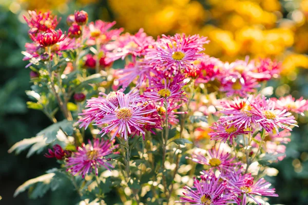 Bright blooming chrysanthemums in a blooming garden in autumn