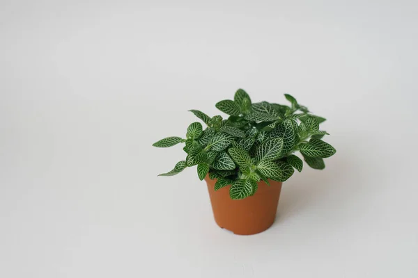 Kamerplant Fittonia Donkergroen Met Witte Strepen Een Bruine Pot Een — Stockfoto