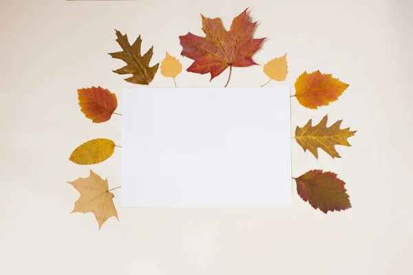 Biały Arkusz Papieru Kopiowania Miejsca Napisów Wzdłuż Obrysu Arkusza Jesienno — Zdjęcie stockowe